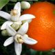 شکوفه پرتقال Orange Blossom