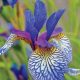 زنبق iris
