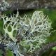 خزه بلوط oak moss